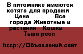 В питомнике имеются котята для продажи › Цена ­ 30 000 - Все города Животные и растения » Кошки   . Тыва респ.